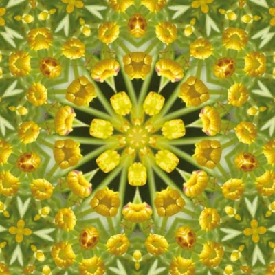 Paradieskarte "Fenchel"